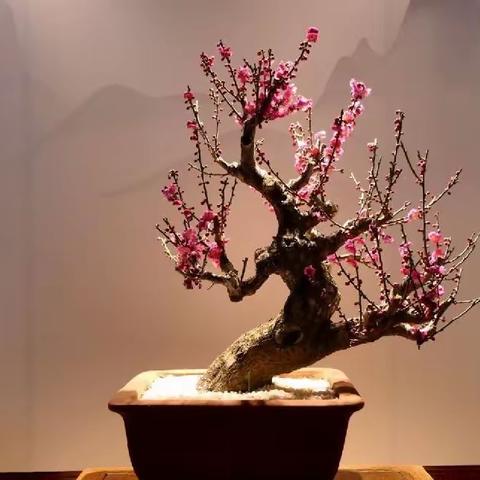 2023京城追春系列——梅花报春