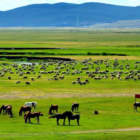 呼伦贝尔大草原