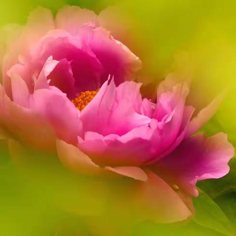 2023京城追春系列——景山牡丹香满园