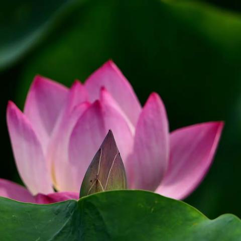 醉美六月荷(原创)