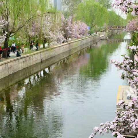 2023京城追春系列——海棠花溪