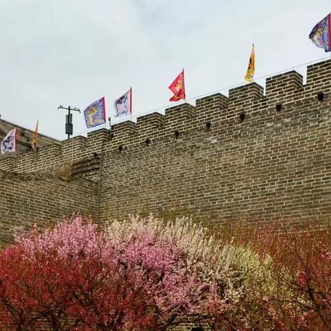 2023京城追春系列——明城墙遗址春早