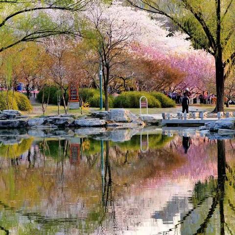 2023京城追春系列——玉渊潭樱花散满天