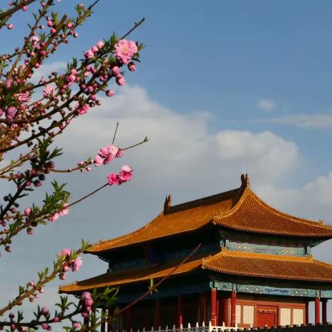 2023京城追春系列——故宫的春花静静开