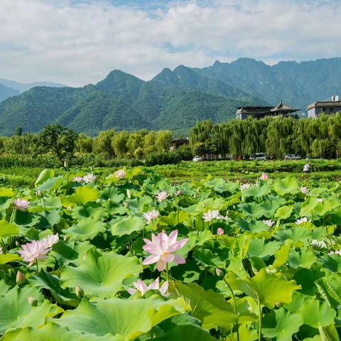 王莽荷花池