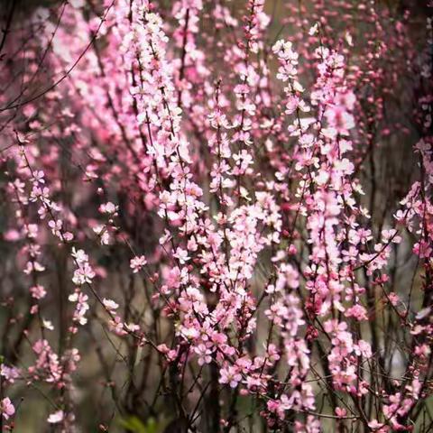 杏花梢头香蕾破，淡红褪白胭脂涴 -宋德芬摄于崂山