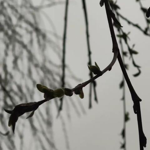 《兵辕伶仃》