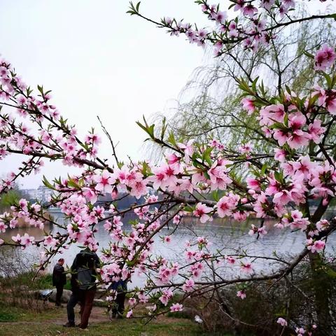 水墨江南雨如烟 之一 梦里水乡