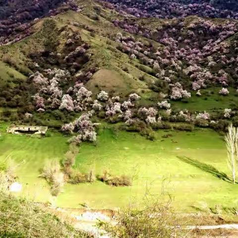 新疆是个好地方之五   满园春色关不住  吐尔根杏花沟