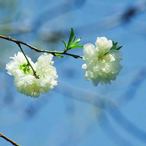 春暖花开