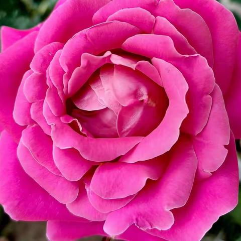 月季花盛开的季节