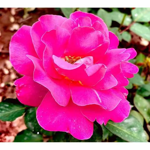 月季花一年占四时春