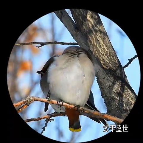 太平盛世/国泰民安