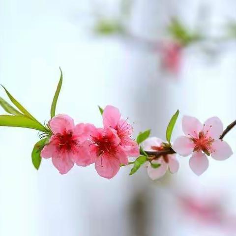 恩师掬取天池水    洒向人间育新苗