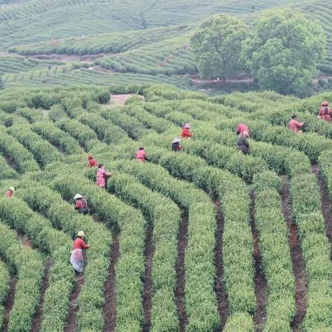 又是一年采茶季