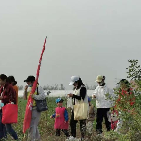 阳光雨露幼儿园“红薯乐翻天”亲子采摘活动