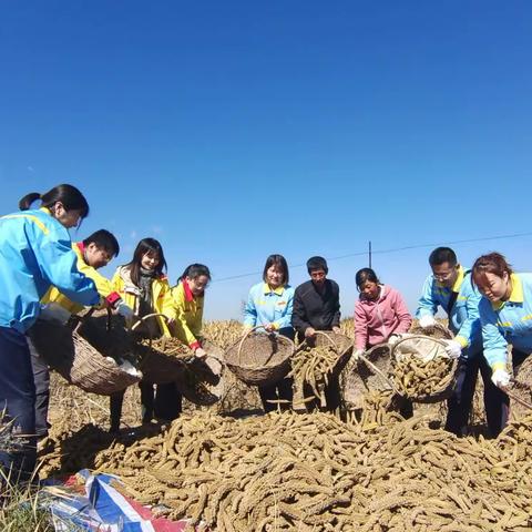 助农秋收办实事  乡村振兴“油”力量