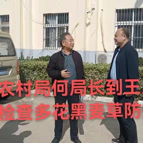 王店镇多花黑麦草防控工作
