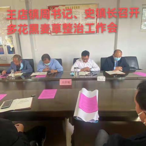 王店镇多花黑麦草防治工作