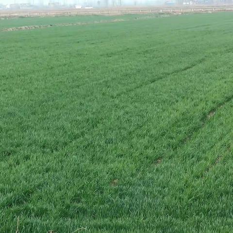 潘村中心小学清明节放假通知以及温馨提示