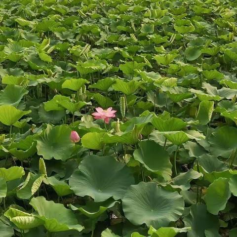 弄潮儿向潮头立，永把红旗旗不湿