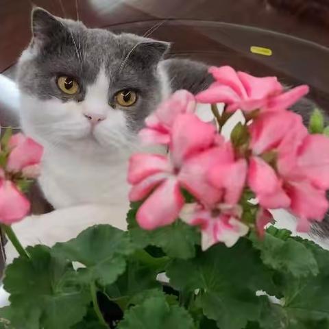 我家的小“花狸”猫和邻居家的“虎子”猫的故事