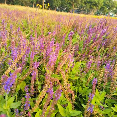 🌞盛夏入伏🌱送清凉☔️