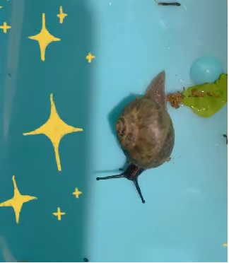 蜗牛小可爱！