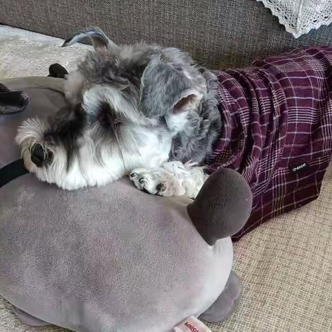 我的‘孙女’海蒂二、三事