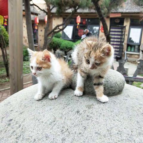 我的‘猫管’日记