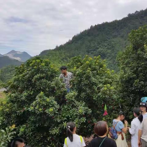 炎炎夏日，摘杨梅，尝竹筒饭