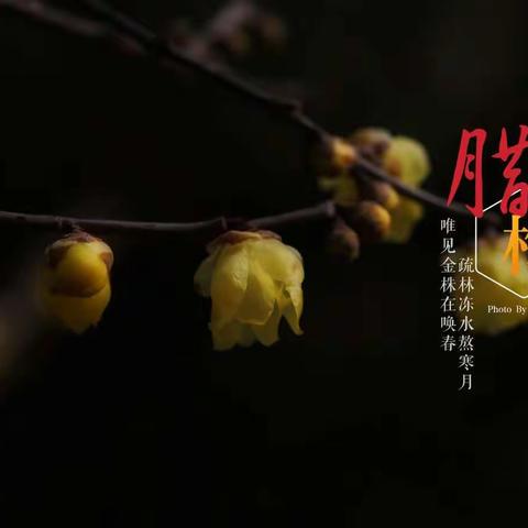 宝剑锋从磨砺出 梅花香自苦寒来