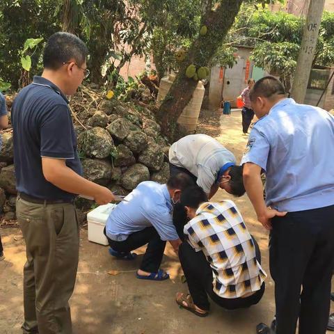 秀英区开展非洲猪瘟采样调查工作