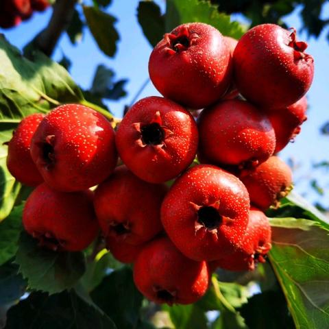 【光华教育·华之劳课程】，﻿---第四季光华校园采摘嘉年华欢乐来袭（副本）