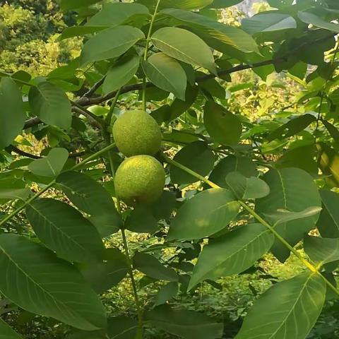 美丽的植物