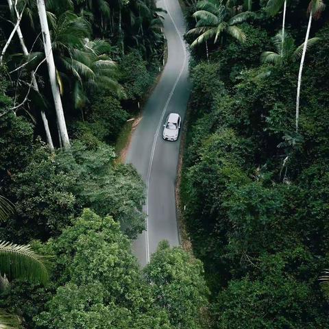 山猫的美篇（原创）