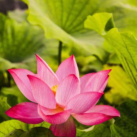白云湖苏码小区荷塘