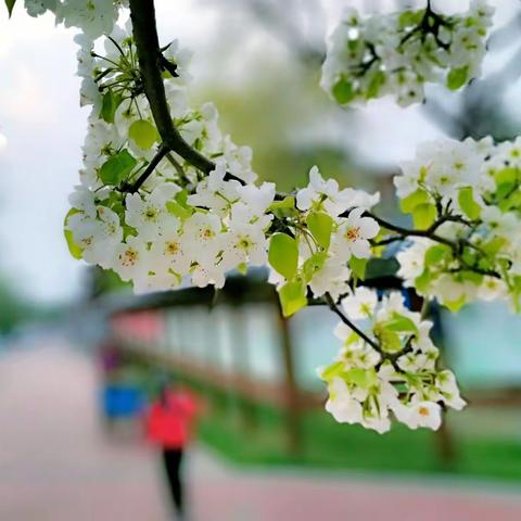 走四方的美篇  《梨花颂》