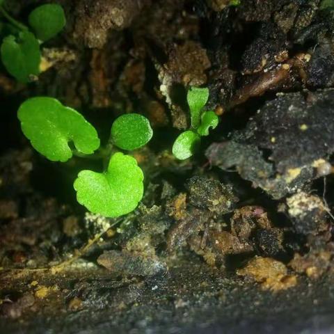 紫苏的生长过程