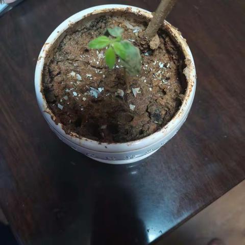 绿植生长录