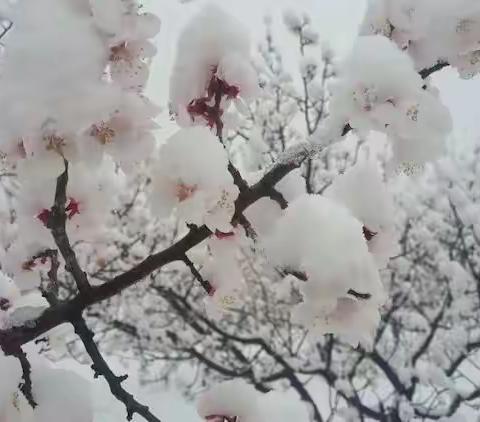 清明·雪葬花