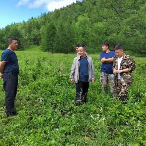 内蒙古自治区第二林业监测规划院检查组深入蛤蟆沟林场实地检查森林抚育和补植补造工作