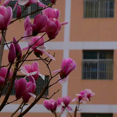 【现代诗】春夜喜雨