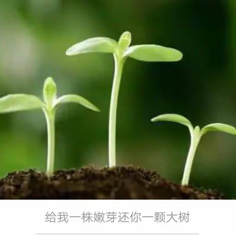 给我一株嫩芽，还你一颗大树——天水郡小学四年级学生学雷锋活动