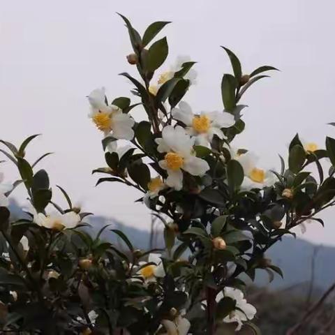 油茶基地建设