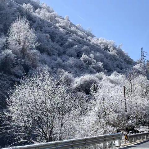 今天旅游途中从九寨沟前往平武报恩寺的途中看到满山遍野的雪花挂在树枝和灌木上真是美极了！