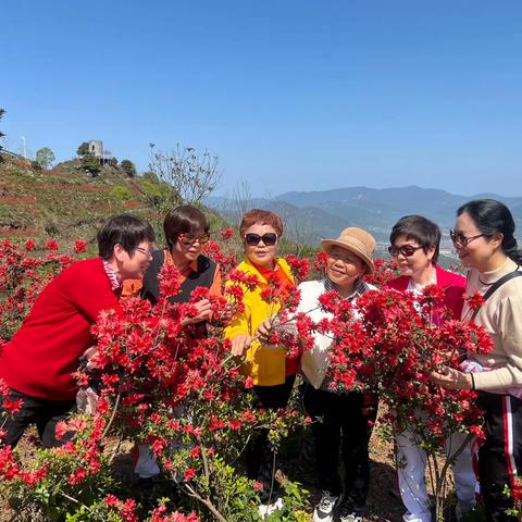 游美丽的乡村    赏朝阳杜鹃花