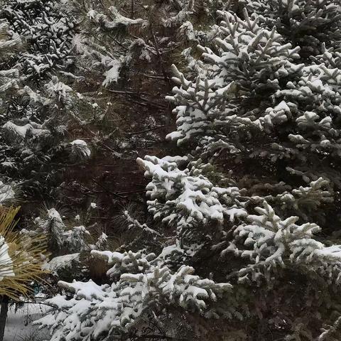 飞雪迎春到 新春后的第一场雪