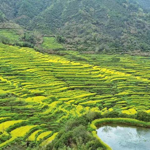 婺源篁岭油菜花海