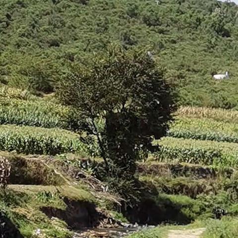 国庆期间爬爬山，捡点野味